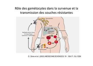 Rôle des gamétocytes dans la survenue et la
transmission des souches résistantes
O. Silvie et al. (2003) MEDECINE/SCIENCES 19 : 169-71, Ed. EDK
 