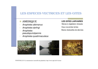 LES ESPECES VECTRICES ET LES GITES
AMERIQUE
• Anopheles albimanus
• Anopheles darlingi
• Anopheles
pseudopunctipennis
• Anopheles quadrimaculatus
# 0 7 " ! " $ ! & %88999 ! 18 $
LES GITES LARVAIRES
Eaux courantes lentes
Marais à végétation dressée
Mares résiduelles de décrûes
 