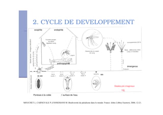 2. CYCLE DE DEVELOPPEMENT
! " ! " # "$% &" '' ( ) *++,-.*/*.
36-48h
48h
10j
émergence
Stades pré imaginaux
endophileexophile
anthropophile
Pondues à la volée // surface de l’eau
 