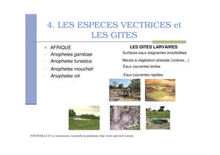 4. LES ESPECES VECTRICES et
LES GITES
AFRIQUE
• Anopheles gambiae
• Anopheles funestus
• Anopheles moucheti
• Anopheles nili
# 0 7 " ! " $ ! & %88999 ! 18 $
LES GITES LARVAIRES
Eaux courantes rapides
Eaux courantes lentes
Surfaces eaux stagnantes ensoleillées
Marais à végétation dressée (rizières…)
 