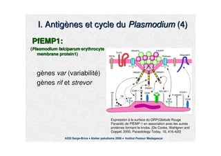 I. AntigI. Antigèènes et cycle dunes et cycle du PlasmodiumPlasmodium (4)(4)
PfEMP1:PfEMP1:
((PlasmodiumPlasmodium falciparumfalciparum erythrocyteerythrocyte
membrane protein1)membrane protein1)
ggèènesnes varvar (variabilit(variabilitéé))
ggèènesnes rifrif etet strevorstrevor
Expression à la surface du GRP(Globule Rouge
Parasité) de PfEMP-1 en association avec les autres
protéines formant le knobs. [De Cooke, Wahlgren and
Coppel, 2000, Parasitology Today, 16, 416-420]
ASSI Serge-Brice Atelier paludisme 2006 Institut Pasteur Madagascar
 