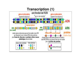 Transcription (1)
 