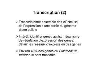 Transcription (2)
Transcriptome: ensemble des ARNm issu
de l’expression d’une partie du génome
d’une cellule
Intérêt: identifier gènes actifs, mécanisme
de régulation d’expression des gènes,
définir les réseaux d’expression des gènes
Environ 40% des gènes du Plasmodium
falciparum sont transcrits
 