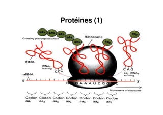 Protéines (1)
 