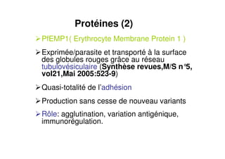 Protéines (2)
PfEMP1( Erythrocyte Membrane Protein 1 )
Exprimée/parasite et transporté à la surface
des globules rouges grâce au réseau
tubulovésiculaire (Synthèse revues,M/S n°5,
vol21,Mai 2005:523-9)
Quasi-totalité de l’adhésion
Production sans cesse de nouveau variants
Rôle: agglutination, variation antigénique,
immunorégulation.
 