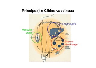 Principe (1): Cibles vaccinaux
Mosquito
stage
Pre-erythrocytic
Asexual
blood stage
 