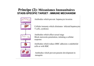 STADESTADE--SPECIFIC TARGET : IMMUNE MECHANISMSPECIFIC TARGET : IMMUNE MECHANISM
 