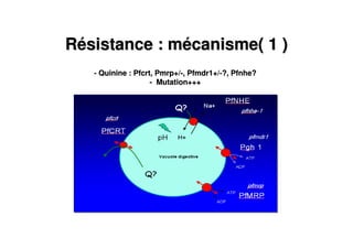 RRéésistance : msistance : méécanisme( 1 )canisme( 1 )
- Quinine : Pfcrt, Pmrp+/Quinine : Pfcrt, Pmrp+/--, Pfmdr1+/, Pfmdr1+/--?, Pfnhe??, Pfnhe?
-- Mutation+++Mutation+++
 