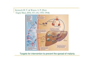! "
# $%& '())*+,-. ./ 0.1).2.1)*3
Targets for intervention to prevent the spread of malaria.
 