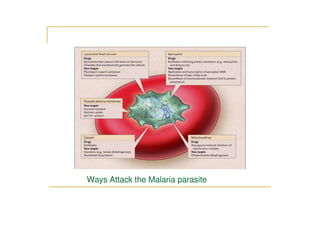 Ways Attack the Malaria parasite
 