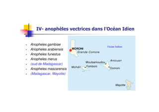 Anopheles gambiae
Anopheles arabiensis
Anopheles funestus
Anopheles merus
(sud de Madagascar)
Anopheles mascarensis
(Madagascar, Mayotte)
 