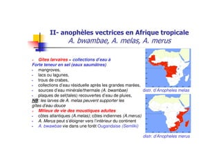 0 1 # 0 # 0 #
Gîtes larvaires = collections d’eau à
Forte teneur en sel (eaux saumâtres)
mangroves,
lacs ou lagunes,
trous de crabes,
collections d’eau résiduelle après les grandes marées,
sources d’eau minérale/thermale (A. bwambae) distr. d’Anopheles melas
plaques de sel(tales) recouvertes d’eau de pluies,
NB: les larves de A. melas peuvent supporter les
gîtes d’eau douce
Milieux de vie des moustiques adultes
côtes atlantiques (A.melas); côtes indiennes (A.merus)
A. Merus peut s’éloigner vers l’intérieur du continent
A. bwawbae vie dans une forêt Ougandaise (Semliki)
distr. d’Anopheles merus
 