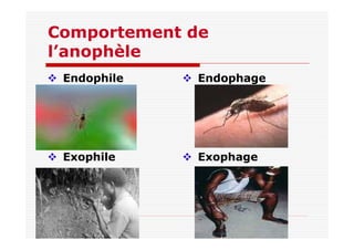Comportement de
l’anophèle
Endophile
Exophile
Endophage
Exophage
 