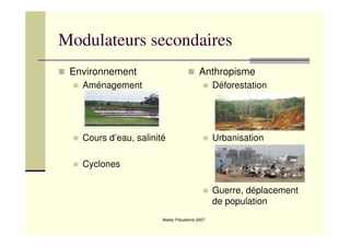 Atelier Paludisme 2007
Modulateurs secondaires
Environnement
Aménagement
Cours d’eau, salinité
Cyclones
Anthropisme
Déforestation
Urbanisation
Guerre, déplacement
de population
 