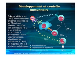 MMØØ
LyTLyTααββ
C PAC PA
LyTLyTγδγδ
TNFTNF--αα
ILIL--22
IFNIFN--γγ
IFNIFN--γγ
Antigènes phosphorylés
Antigènes protéiques et peptidiques
Molécules endotoxines-like
Source: Riley, E. M. 1999. Is T-cell priming required for initiation of pathology in malaria infections ? Immunology Today 20:228-
233.
SujetsSujets «« initiinitiééss »»:: lesles
LyTLyTαβαβ reconnaissent lesreconnaissent les
antigantigèènes prnes préésentsentéés pars par
les CPA et sontles CPA et sont
stimulstimuléés. Les LyTs. Les LyTγδγδ
sont stimulsont stimuléés par ls par l’’ILIL--22
et les antiget les antigèènesnes
phosphorylphosphoryléés ets et
produisent de lproduisent de l’’IFNIFN--γγ..
Les macrophages,Les macrophages,
stimulstimuléés par less par les
endotoxines et lendotoxines et l’’IFNIFN--γγ,,
produisent du TNFproduisent du TNF--αα aa
un niveau pathologique.un niveau pathologique.
Développement et contrôleDéveloppement et contrôle
immunitaireimmunitaire
GPI s
 