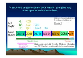 V Structure du gène codant pour PfEMP1 (ou gène var)
et récepteurs cellulaires cibles
 