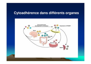 Cytoadhérence dans différents organes
 