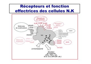 Récepteurs et fonction
effectrices des cellules N.K
 