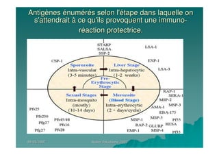 09/05/200709/05/2007 Atelier Paludisme 2007Atelier Paludisme 2007
AntigAntigèènesnes éénumnuméérréés selon l's selon l'éétape dans laquelle ontape dans laquelle on
s'attendraits'attendrait àà ce qu'ils provoquent unece qu'ils provoquent une immunoimmuno--
rrééactionaction protectriceprotectrice..
 