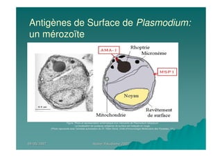 09/05/200709/05/2007 Atelier Paludisme 2007Atelier Paludisme 2007
Figure. Photo et représentation schématique d'un mérozoïte de Plasmodium falciparum.
La localisation de quelques antigènes de surface est indiquée en rouge.
(Photo reproduite avec l'aimable autorisation du Dr. Peter David, Unité d'Immunologie Moléculaire des Parasites, I.P.)
Antigènes de Surface de Plasmodium:
un mérozoïte
 