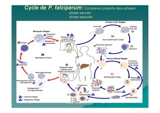 09/05/200709/05/2007 Atelier Paludisme 2007Atelier Paludisme 2007
Cycle deCycle de P. falciparum:P. falciparum: Complexe,comporte deux phasesComplexe,comporte deux phases
phase sexuphase sexuééee
phase asexuphase asexuééee
 