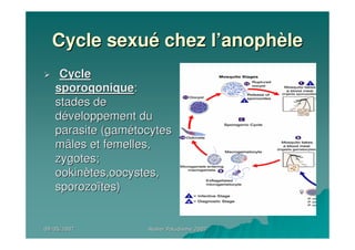09/05/200709/05/2007 Atelier Paludisme 2007Atelier Paludisme 2007
Cycle sexuCycle sexuéé chez lchez l’’anophanophèèlele
CycleCycle
sporogoniquesporogonique::
stades destades de
ddééveloppement duveloppement du
parasite (gamparasite (gaméétocytestocytes
mâles et femelles,mâles et femelles,
zygotes;zygotes;
ookinookinèètestes,oocystes,,oocystes,
sporozosporozoïïtestes))
 