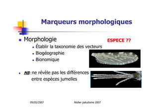 09/05/2007 Atelier paludisme 2007
Marqueurs morphologiques
Morphologie
Établir la taxonomie des vecteurs
Biogéographie
Bionomique
NB: ne révèle pas les différences
entre espèces jumelles
ESPECE ??
 