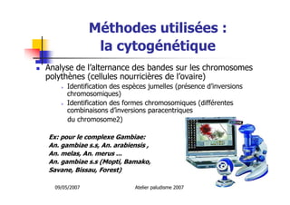 09/05/2007 Atelier paludisme 2007
Méthodes utilisées :
la cytogénétique
Analyse de l’alternance des bandes sur les chromosomes
polythènes (cellules nourricières de l’ovaire)
Identification des espèces jumelles (présence d’inversions
chromosomiques)
Identification des formes chromosomiques (différentes
combinaisons d’inversions paracentriques
du chromosome2)
Ex: pour le complexe Gambiae:
An. gambiae s.s, An. arabiensis ,
An. melas, An. merus ...
An. gambiae s.s (Mopti, Bamako,
Savane, Bissau, Forest)
 