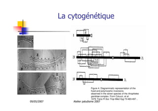 09/05/2007 Atelier paludisme 2007
Figure 4. Diagrammatic representation of the
fixed and polymorphic inversions
observed in the seven species of the Anopheles
gambiae complex. From Coluzzi, et al.
1979 Trans R Soc Trop Med Hyg 73:483-497. .
La cytogénétique
 