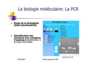 09/05/2007 Atelier paludisme 2007
La biologie moléculaire: La PCR
Etude de la phylogénie
(ADN mitochondrial)
Identification des
membres d’un complexe
d’espèces (Identification A
et B par PCR-rDNA)
kengne et al
 
