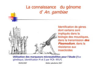 09/05/2007 Atelier paludisme 2007
La connaissance du génome
d’ An. gambiae
Identification de gIdentification de gèènesnes
dont certains sontdont certains sont
impliquimpliquéés dans las dans la
biologie des moustiques,biologie des moustiques,
dans la transmissiondans la transmission desdes
PlasmodiumPlasmodium, dans la, dans la
rréésistance auxsistance aux
insecticidesinsecticides
Utilisation des marqueurs microsatellites pour l’étude (flux
génétique; Identification M et S par PCR- RFLP)
 