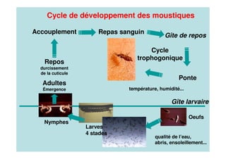 Gîte larvaire
Ponte
Oeufs
Repos
durcissement
de la cuticule
Larves
4 stades
Repas sanguin
Gîte de repos
Accouplement
Nymphes
Adultes
Émergence
Cycle
trophogonique
Cycle de développement des moustiques
température, humidité...
qualité de l’eau,
abris, ensoleillement...
 