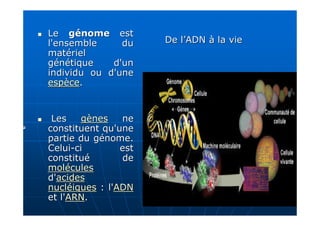 LeLe génomegénome estest
l'ensemble dul'ensemble du
matérielmatériel
génétique d'ungénétique d'un
individu ou d'uneindividu ou d'une
espèceespèce..
LesLes gènesgènes nene
constituent qu'uneconstituent qu'une
partie du génome.partie du génome.
CeluiCelui--ci estci est
constitué deconstitué de
moléculesmolécules
d'd'acidesacides
nucléiquesnucléiques : l': l'ADNADN
et l'et l'ARNARN..
De l’ADN à la vieDe l’ADN à la vie
 