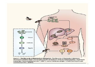 Candidats vaccins, leurs anticorps et la protection contre le paludisme