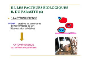 III. LES FACTEURS BIOLOGIQUES
B. DU PARASITE (5)
1.LA CYTOADHERENCE
PfEMP1: protéine de parasite de
surface infectée du GR
(Séquestration adhésive)
CYTOADHERENCE
aux cellules endothéliales
 