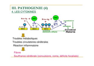 III. PATHOGENIE (4)
4. LES CYTOKINES
Troubles métaboliques
Troubles circulatoires cérébrales
Réaction inflammatoire
Fièvre
Souffrance cérébrale (convulsions, coma, déficits focalisés)
 