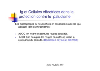 Atelier Paludisme 2007
Ig et Cellules effectrices dans la
protection contre le paludisme
Les macrophages ou neutrophiles en association avec les IgG
agissent par les mécanismes:
ADCC :en lysant les globules rouges parasités.
ADCI: lyse des globules rouges parasités et inhibe la
croissance du parasite. (Bouharoun-Tayoun et coll,1995)
 