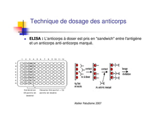Atelier Paludisme 2007
Technique de dosage des anticorps
ELISA : L'anticorps à doser est pris en "sandwich" entre l'antigène
et un anticorps anti-anticorps marqué.
 