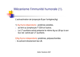 Atelier Paludisme 2007
Mécanisme l’immunité humorale (1).
L’activactivation de lympocyte B par l’antigène(Ag)
1) Ag thymo-dépendants: protéines solubles.
se lient au lymphocyte T CD4 et l’active.
Le LT auxiliaire activé présente le même Ag au LB qui à son
tour est activé par LT auxiliaire.
2)Ag thymo-independants: protéines, polysaccharides
: ils activent directement les LB.
 