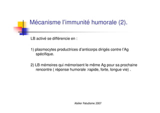 Atelier Paludisme 2007
Mécanisme l’immunité humorale (2).
LB activé se différencie en :
1) plasmocytes productrices d’anticorps dirigés contre l’Ag
spécifique.
2) LB mémoires qui mémorisent le même Ag pour sa prochaine
rencontre ( réponse humorale :rapide, forte, longue vie) .
 