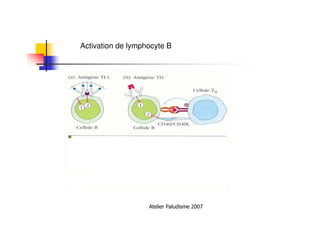 Atelier Paludisme 2007
Activation de lymphocyte B
 