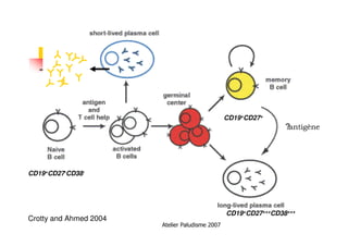 Atelier Paludisme 2007
Crotty and Ahmed 2004
CD19+CD27+++CD38+++
CD19+CD27-CD38-
CD19+CD27+
antigène
 