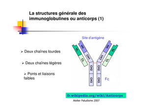 Atelier Paludisme 2007
La structures générale des
immunoglobulines ou anticorps (1)
Deux chaînes lourdes
Deux chaînes légères
Ponts et liaisons
faibles
Site d’antigène
fr.wikipedia.org/wiki/Anticorps
Fc
 