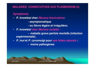 06/05/200806/05/2008 ATELIER PALUDISME 2008ATELIER PALUDISME 2008 99
Symptômes
• P. knowlesi chez Macaca fascicularis:
- asymptomatique
- ou fièvre légère et irrégulière;
• P. knowlesi chez Macaca mulatta :
- maladie grave parfois mortelle (infection
expérimentale).
• P. inui et P. cynomolgi pour ses hôtes naturels :
- moins pathogènes
MALADIES CONSECUTIVES AUX PLASMODIUM (4)
 