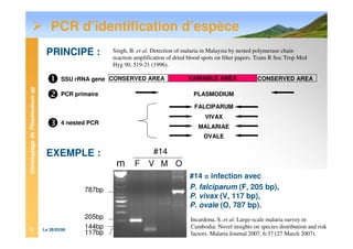 GénotypagedePlasmodiumsp
Le 28/03/089
PCR d’identification d’espèce
PRINCIPE :
EXEMPLE :
m F V M O
#14
205bp
787bp
144bp
#14 = infection avec
P. falciparum (F, 205 bp),
P. vivax (V, 117 bp),
P. ovale (O, 787 bp).
VARIABLE AREA
FALCIPARUM
VIVAX
MALARIAE
OVALE
PCR primaire
4 nested PCR
PLASMODIUM
SSU rRNA gene CONSERVED AREACONSERVED AREA
117bp
Singh, B. et al. Detection of malaria in Malaysia by nested polymerase chain
reaction amplification of dried blood spots on filter papers. Trans R Soc Trop Med
Hyg 90, 519-21 (1996).
Incardona, S. et al. Large-scale malaria survey in
Cambodia: Novel insights on species distribution and risk
factors. Malaria Journal 2007, 6:37 (27 March 2007).
 