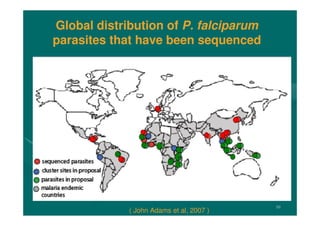 10
Global distribution of P. falciparum
parasites that have been sequenced
( John Adams et al, 2007 )
 