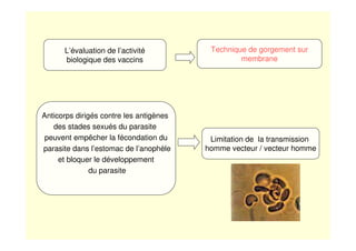 L’évaluation de l’activité
biologique des vaccins
Technique de gorgement sur
membrane
Anticorps dirigés contre les antigènes
des stades sexués du parasite
peuvent empêcher la fécondation du
parasite dans l’estomac de l’anophèle
et bloquer le développement
du parasite
Limitation de la transmission
homme vecteur / vecteur homme
 