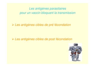 Les antigènes parasitaires
pour un vaccin bloquant la transmission
Les antigènes cibles de pré fécondation
Les antigènes cibles de post fécondation
 