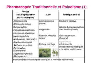 24
Pharmacopée Traditionnelle et Paludisme (1)
Cinchona calisaya
racines d’Ampelozizyphus
amazonicus (Brésil)
Geissospermum
(Guyane)
....................
médicaments
antipaludiques classiques
+ remèdes traditionnels.
artemisia annua
(tisane)
Qinghaosu
Neem (Azdirachta
indica)
Dichroa febrifuga
…….
Acacia nilotica,
Azadirachta indica,
Carissa edulis,
Fagaropsis angolensis,
Harrissonia abyssinica,
Myrica salicifolia,
Neoboutonia macrocalyx,
Strychnos heningsii,
Withania somnifera,
Zanthoxylum
usambarensi
Strychnos myrtoides
(Madagascar)...........
médicaments antipaludiques classiques + remèdes traditionnels.
Amérique du SudAsie
Afrique
(80% de population
en 1ère intention)
 