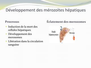 Développement des mérozoïtes hépatiques
Processus Éclatement des merozomes
 Induction de la mort des
cellules hépatiques
 Développement des
merosomes
 Libération dans la circulation
sanguine
 
